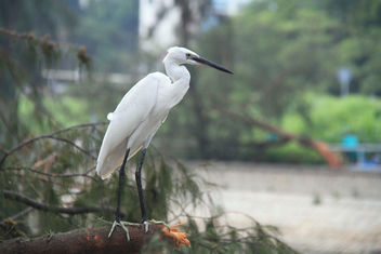 Egret, Hong kong - Kostenloses image #463829